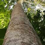 Terminalia ivorensis Kabuk