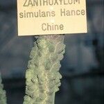 Zanthoxylum bungeanum 樹皮