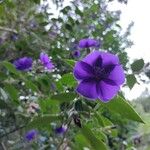 Tibouchina urvilleanaBlomst