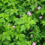 Geranium robertianumКветка