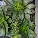 Echeveria agavoides Blad