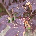 Acer palmatum ഇല