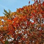 Rhus glabra Hoja