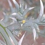Cornulaca aucheri Blüte