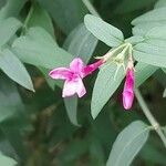 Jasminum beesianum Квітка