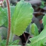 Saxifraga umbrosa Folla