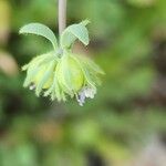 Linaria micrantha Fruit