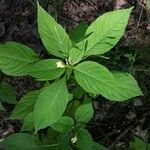 Impatiens parviflora Blatt