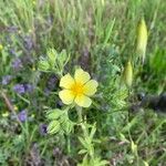 Potentilla rectaBlüte