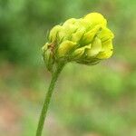 Medicago lupulina Flower