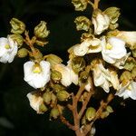 Schnella guianensis Çiçek