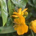Senna occidentalis Flor