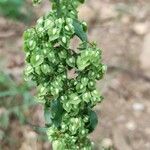 Rumex longifolius برگ