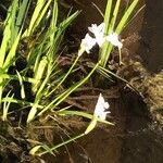 Iris laevigata Blüte