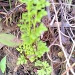 Anogramma leptophylla Leaf