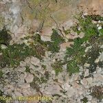 Asplenium hispanicum Casca