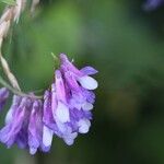 Vicia villosa ᱵᱟᱦᱟ