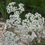 Achillea nobilis花