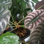 Alocasia cuprea Blatt