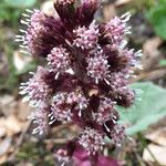 Petasites hybridus Çiçek