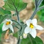 Solanum villosum Fiore