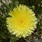 Malacothrix glabrata Flower