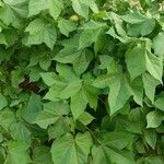 Gossypium herbaceum Leaf