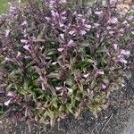 Penstemon digitalis Flor