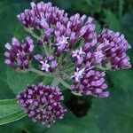 Adenostyles alpina Fula