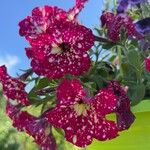 Petunia x atkinsiana Flor