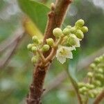 Maesa lanceolata Flower