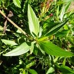 Centranthus lecoqii Hoja