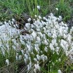 Trichophorum alpinum Flower