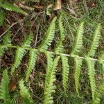 Dryopteris oreades पत्ता