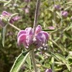 Phlomis purpurea 花
