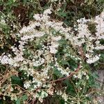 Fallopia baldschuanica Flower