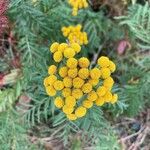 Tanacetum vulgareFlower