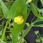 Lathyrus annuus Květ