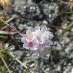 Armeria multiceps Flor
