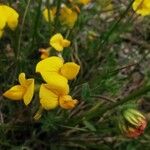 Lotus parviflorus Flower