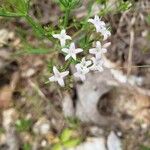 Stenaria nigricans Flower