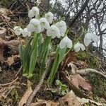 Galanthus elwesii Tervik taim