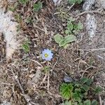 Gentiana prostrata Fiore