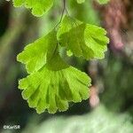 Adiantum capillus-veneris Hoja