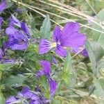 Viola lutea Цветок