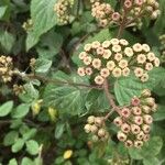 Ageratina adenophora Цвят
