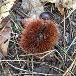 Castanea sativa Mbuma