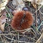 Castanea sativa Плод