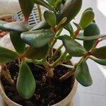 Crassula ovataFulla