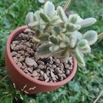 Cotyledon tomentosaপাতা